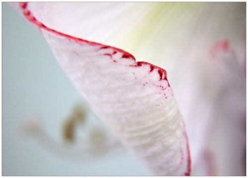 011 Amaryllis.jpg 011 Amaryllis.jpg